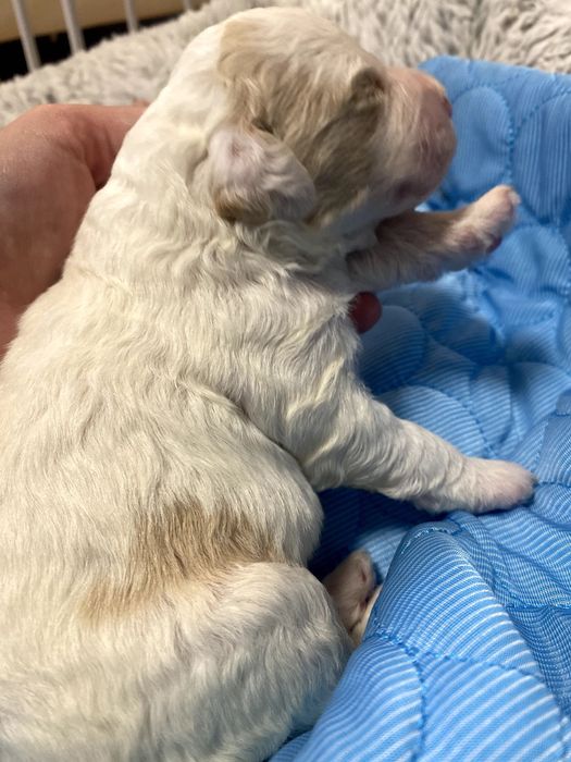 Lagotto Romagnolo ZKwP