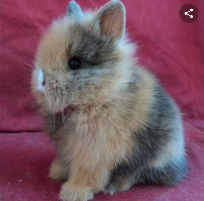 Coelhos anões +Gaiola Nova +alimentação