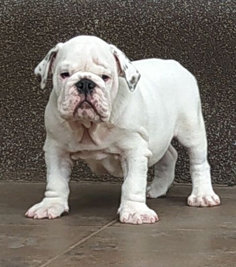 Англiйський бульдог