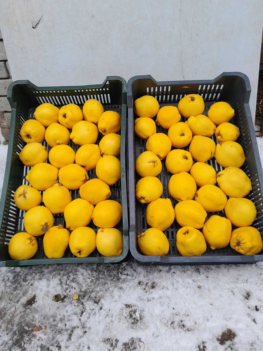 pigwa owoc Pigwa nie pigwowiec piekne owoce