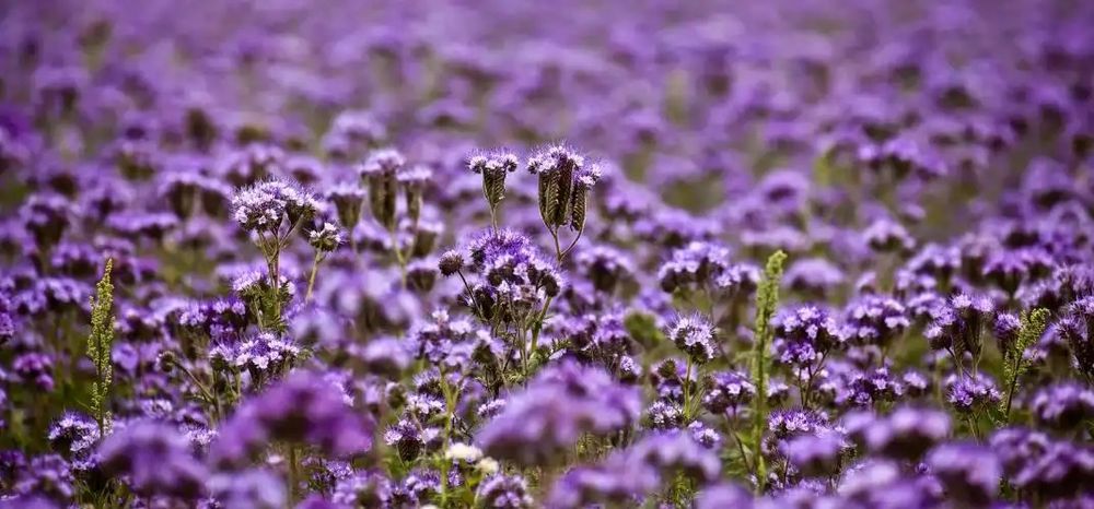 Facelia błękitna, dla pszczół miododajna z uprawy ekologicznej