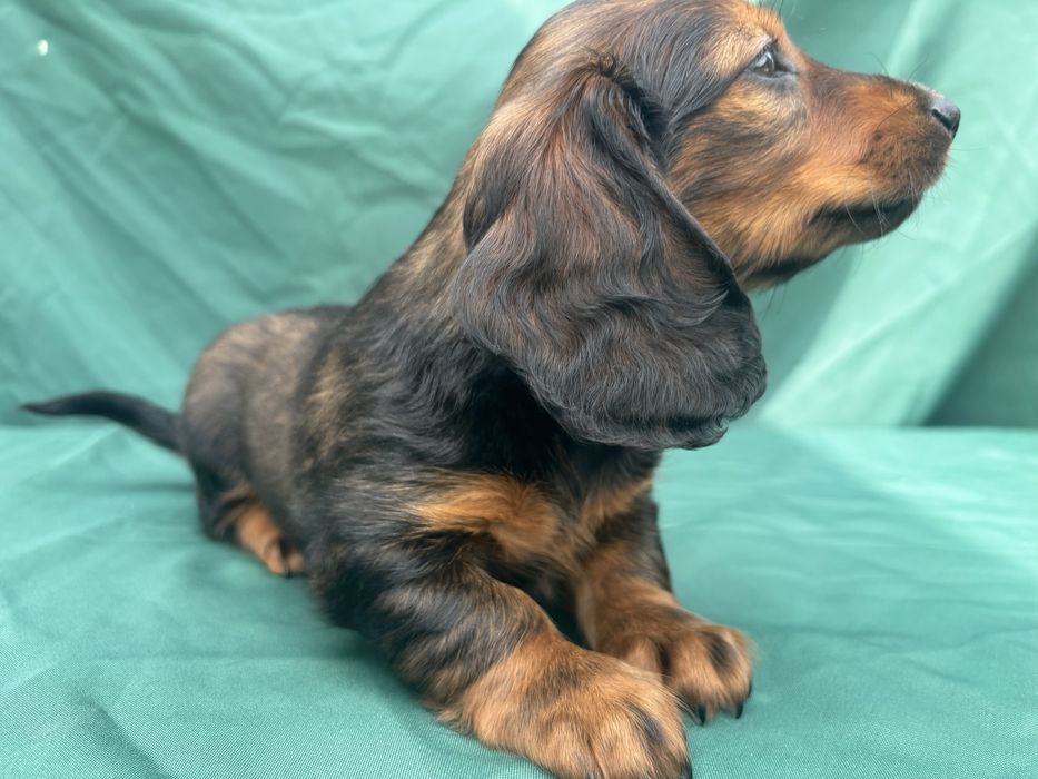 Jamnik długowłosy Standard