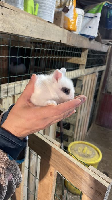 Coelhos anões angora