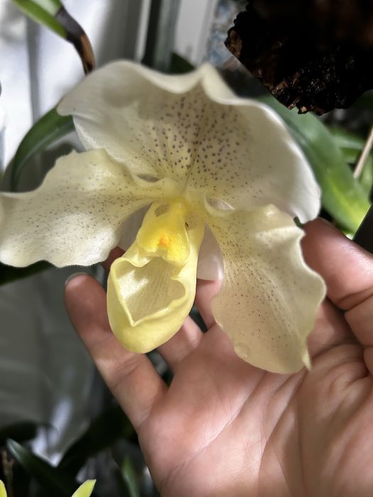 Orquideas variadas