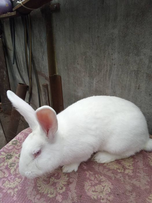 Продам кролі Панон