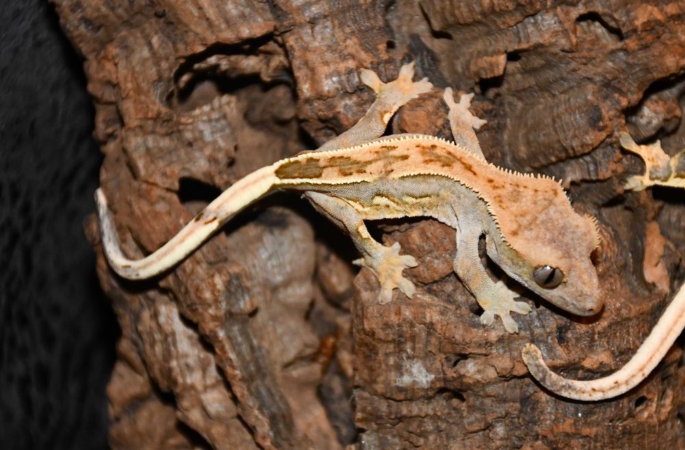 Gekon orzęsiony orzęsek młode