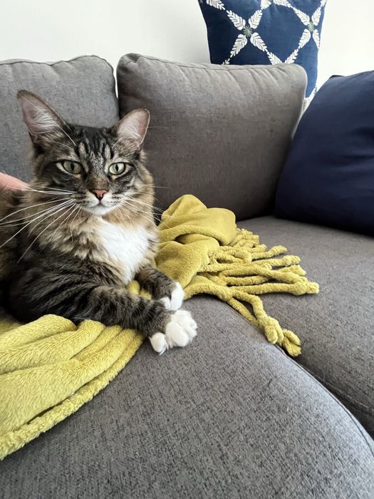 Pet sitting & Home care Lisboa/Telheiras