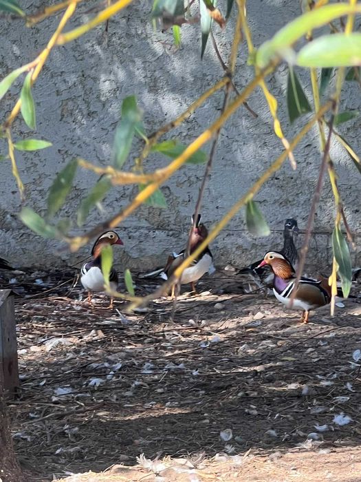 Patos ornamentais Carolinos e Mandarins
