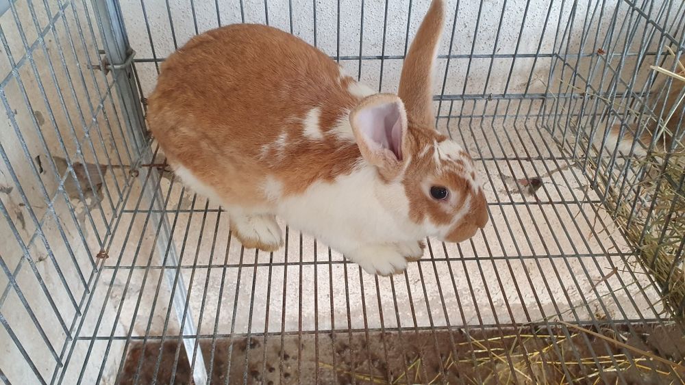 Coelho macho reprodutor