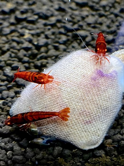Krewetki Red Devil OE Caridina