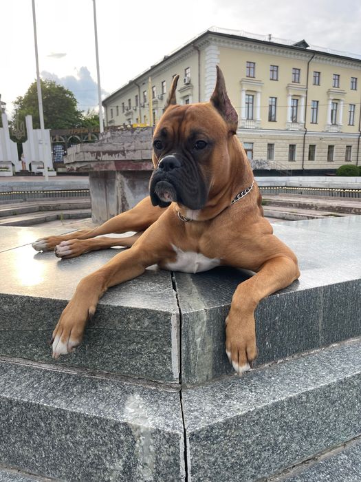 В’язка Німецького боксера