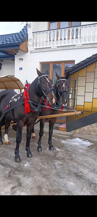 Sprzedam wałach śląski 3 lata