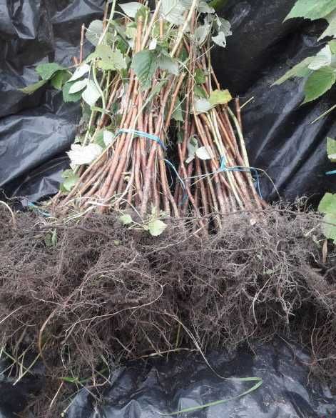 Sadzonki malin czerwone i żółte 12 odmian ! Maliny 70cm 2 letnie