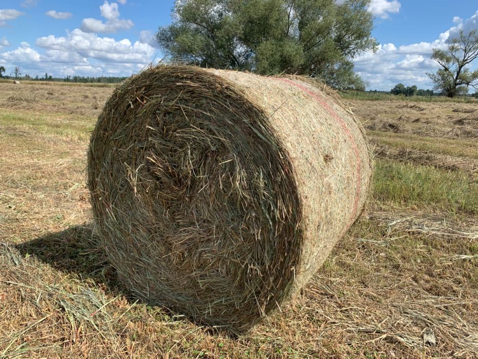 Siano bele zbiór 2025