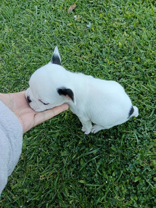 Bulldog francês fêmea