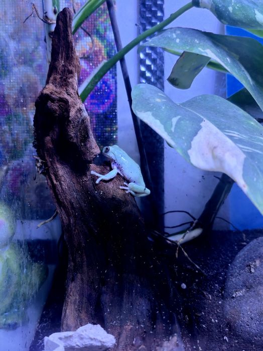 Żaba rzekotka szmaragdowa z terrarium
