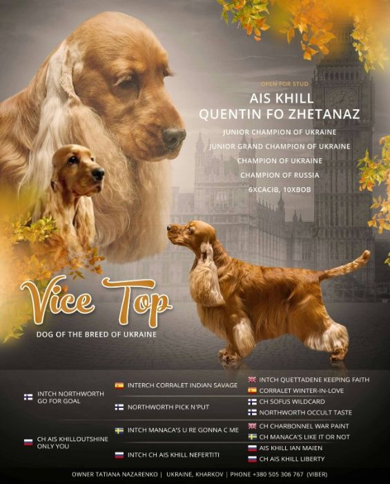 Кобель англійського кокер спаніеля для в'язки