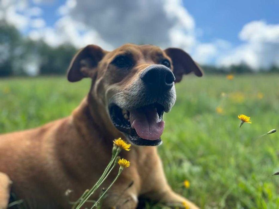 Wspaniały Temple szuka najlepszego domu
