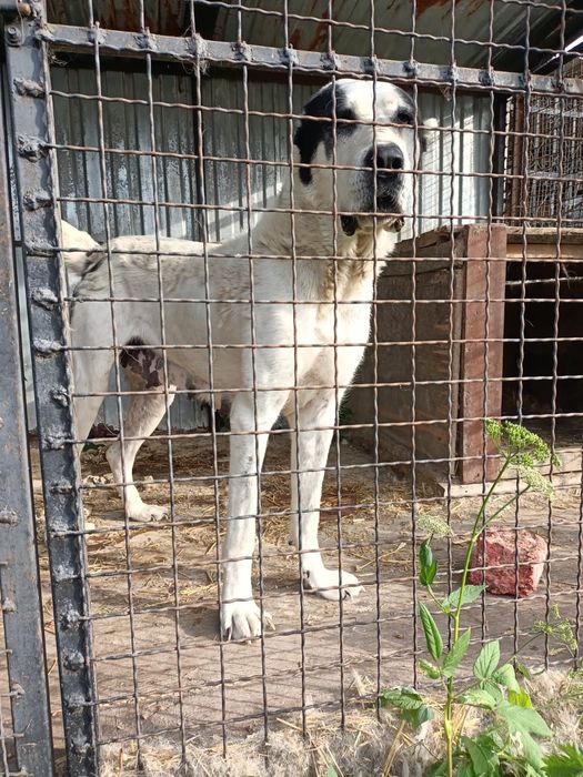 Середньоазіацбка вівчарка Алабай