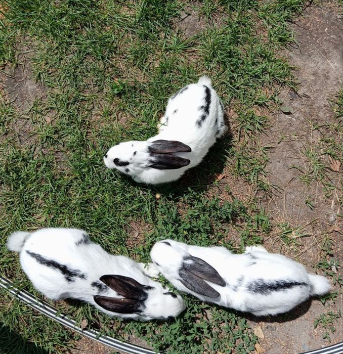 Кролі молоді домашні