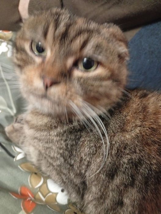 Віддам в добрі руки