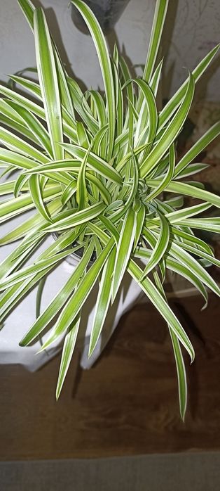 Продам Хлорофітум