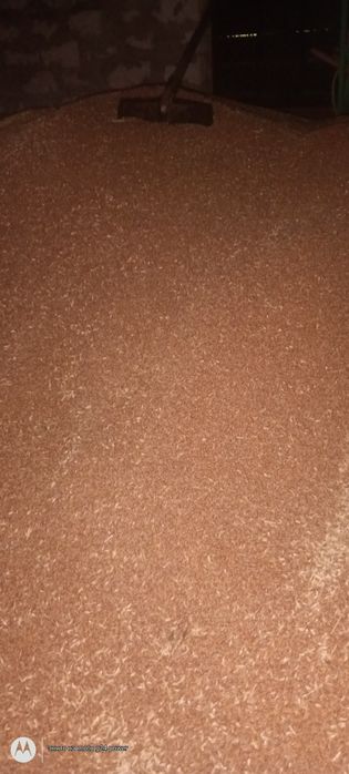 Продам пшеницю. Урожай 2025.