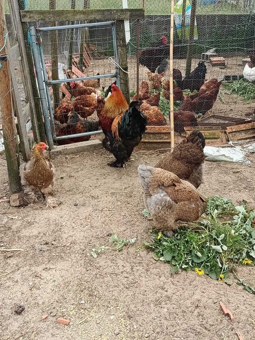 Galinhas brahma perdiz dourada