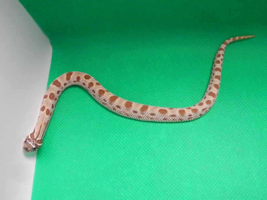 Heterodon zachodni   do końca lutego -20%