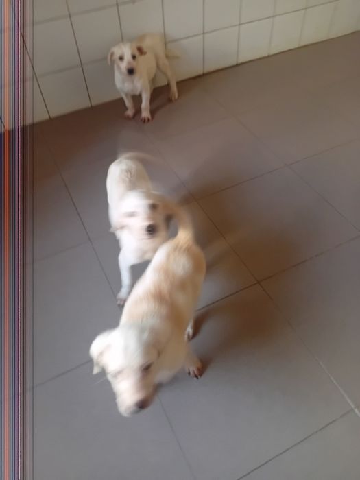 3 Cachorros para adoção responsavel...urgente