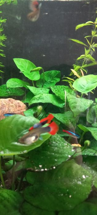 Guppy  Dumbo Red