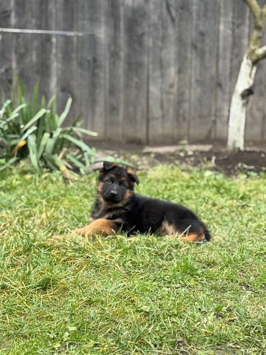 Цуценята німецької вівчарки