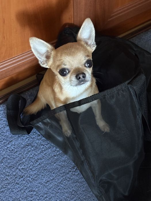 Вʼязка чіхуахуа міні, 2кг