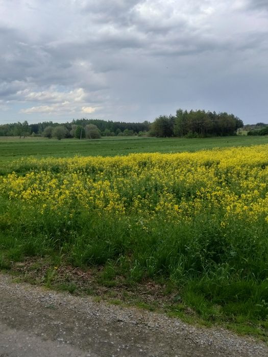 Piękna działka w Partynii 47 arów