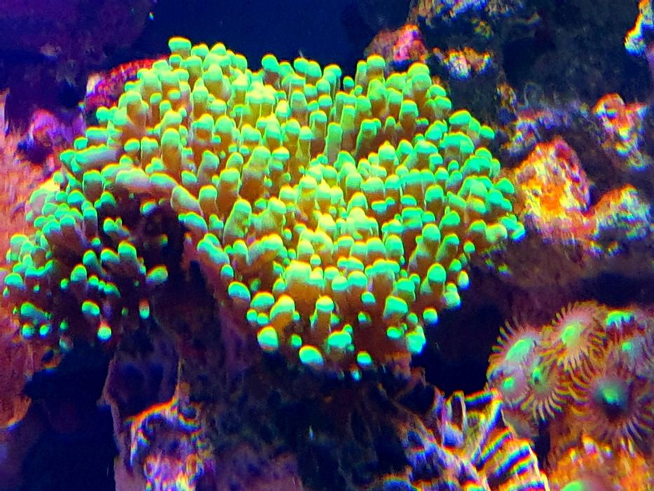 Coral Rhoodactis vários tamanhos