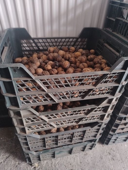 Orzechy włoskie  sezon 2025