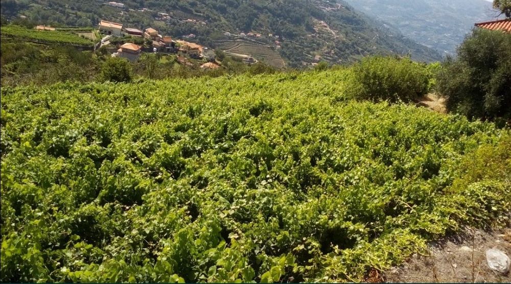 Quinta com nascente de água mineral 45Litros p/minuto