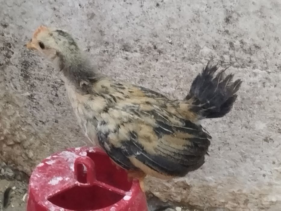 Galinhas seramas