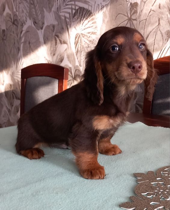 Jamnik miniatura długowłosy