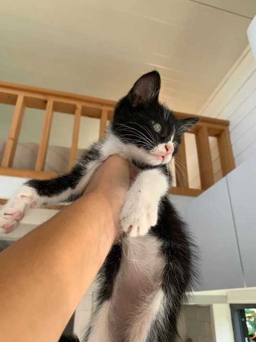 gato macho bebé 2 meses preto e branco