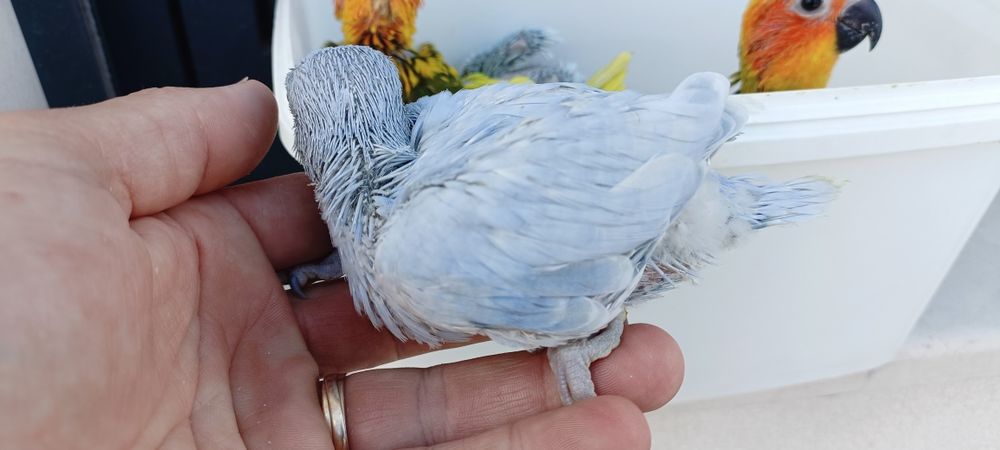 Ring Neck s diluídos para acabar de criar