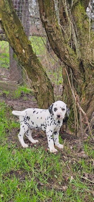 Dalmatyńczyk szczeniak