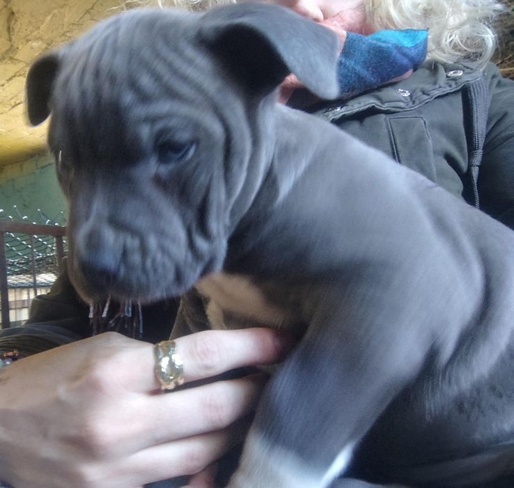 Szczeniak american Staffa terrier
