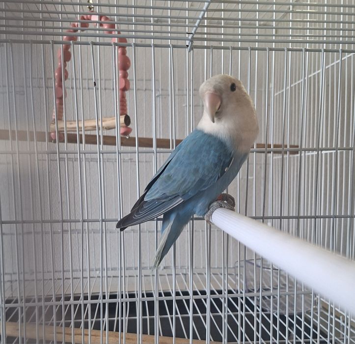 Agapornis roseicollis fêmea