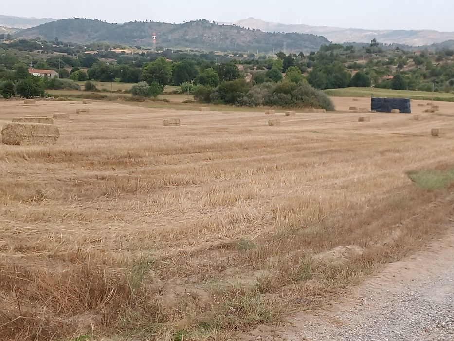 Palha centeia, e de aveia malhada