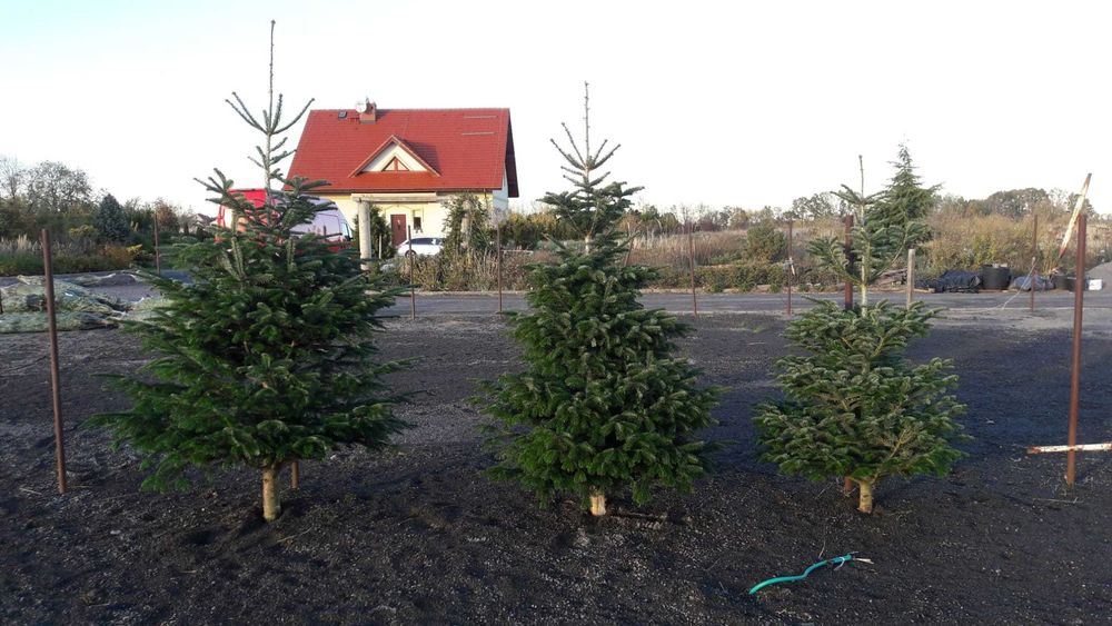 Choinki z Danii oferta hurtowa