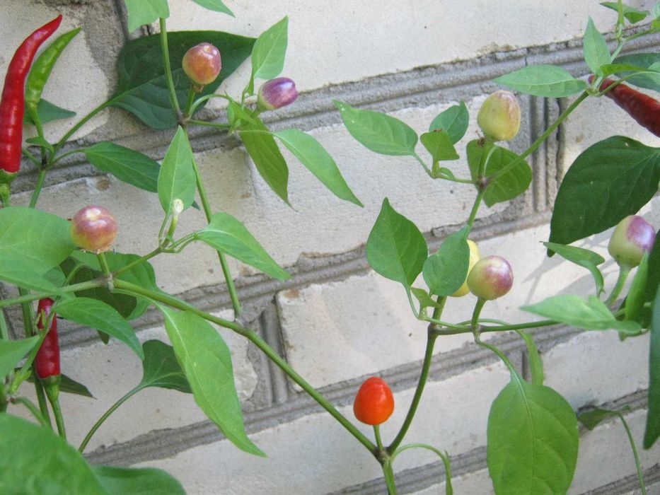 перец горький, острый, комнатный
