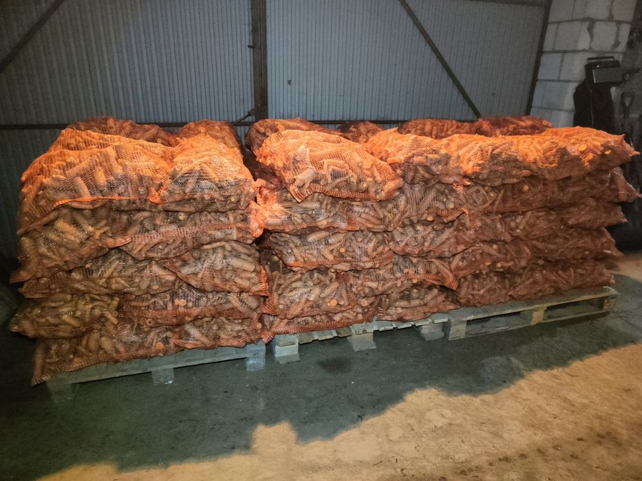 Ziemniaki Marchew Paszowa Niepłukana Odpadowa