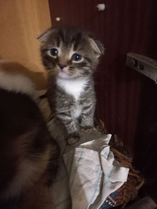 Віддамо кошенят даром