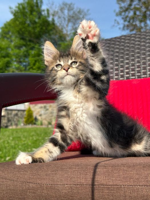 Severin-Kocurek Maine Coon